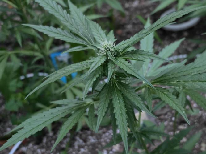 Rqs f1 outdoor 2. Week 6