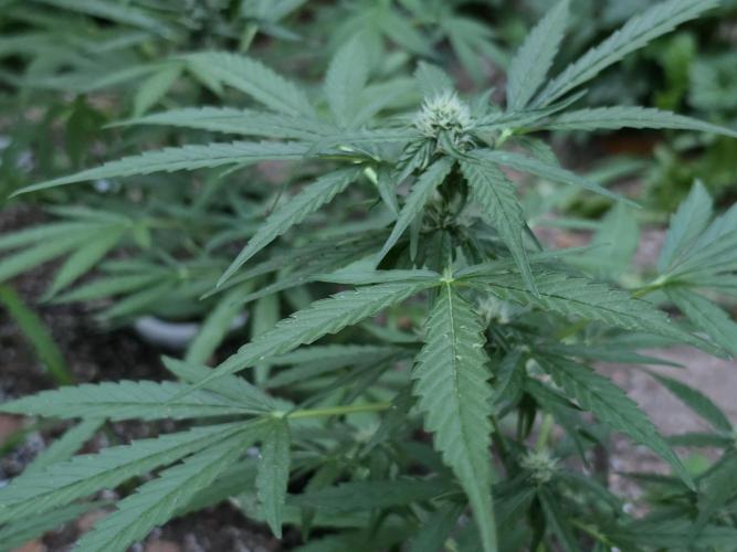 Rqs f1 outdoor 2. Week 6