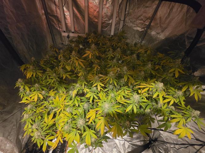 DWC Papaya Zoap Fast. Week 20