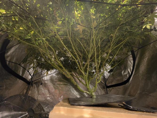 DWC Papaya Zoap Fast. Week 20
