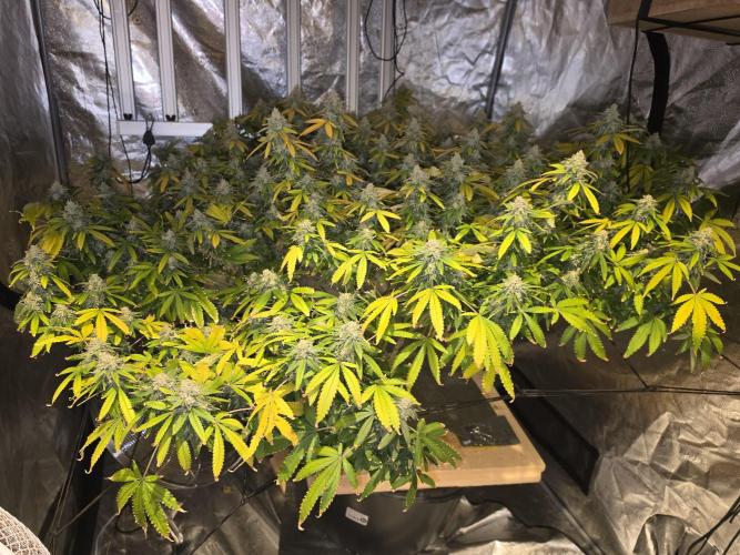 DWC Papaya Zoap Fast. Week 20