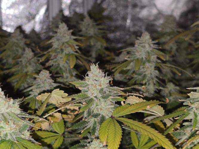 DWC Papaya Zoap Fast. Week 20