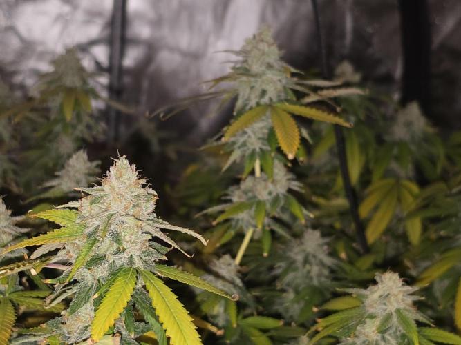 DWC Papaya Zoap Fast. Week 20