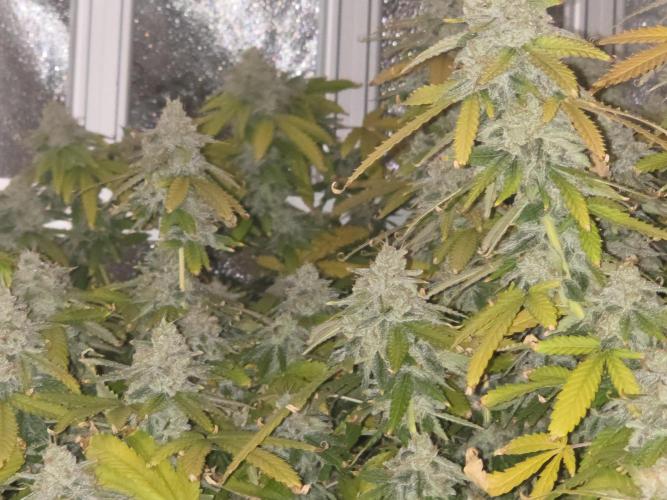 DWC Papaya Zoap Fast. Week 20