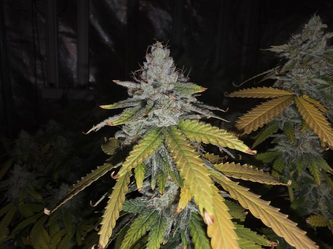 DWC Papaya Zoap Fast. Week 20
