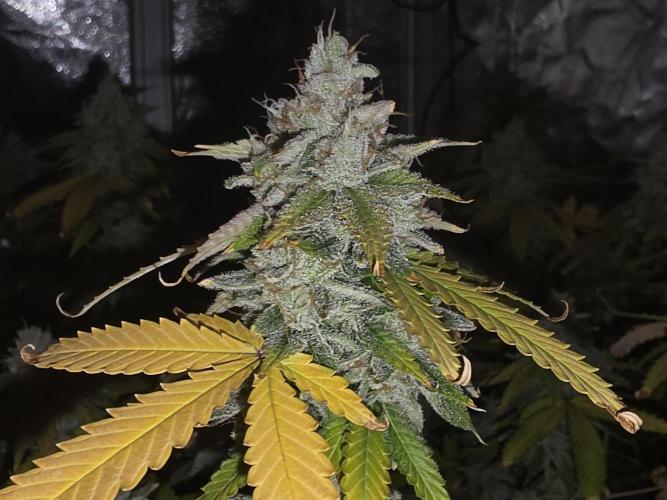 DWC Papaya Zoap Fast. Week 20