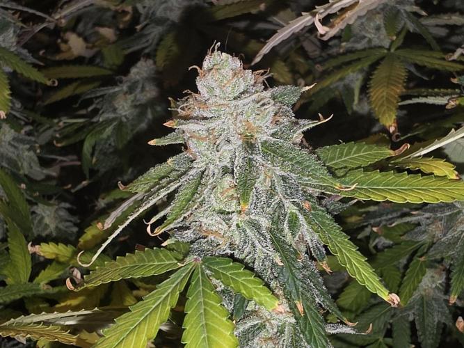 DWC Papaya Zoap Fast. Week 20