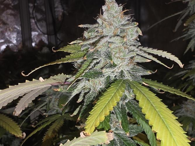DWC Papaya Zoap Fast. Week 20