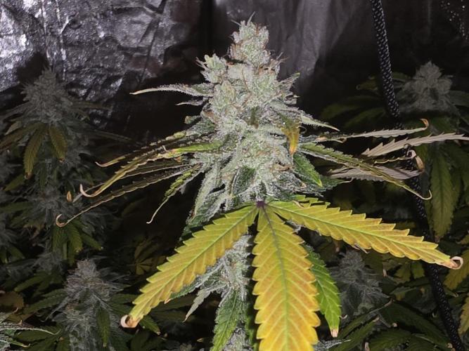 DWC Papaya Zoap Fast. Week 20