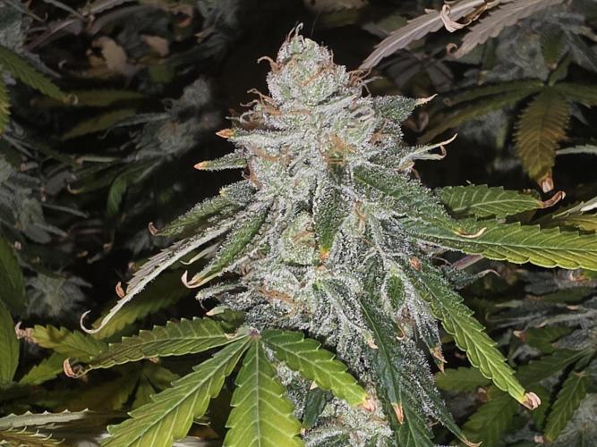 DWC Papaya Zoap Fast. Week 20