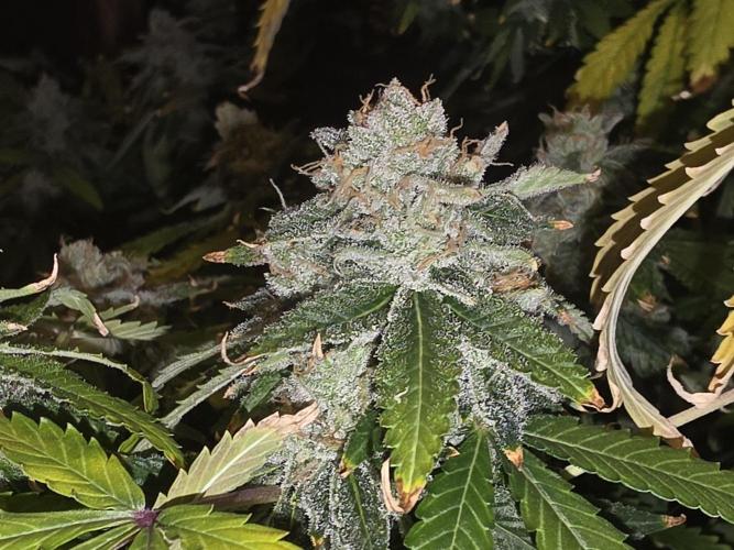 DWC Papaya Zoap Fast. Week 20