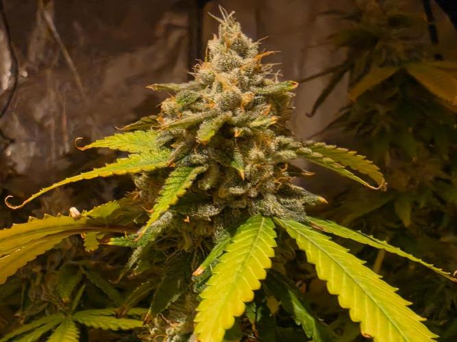 DWC Papaya Zoap Fast. Week 20