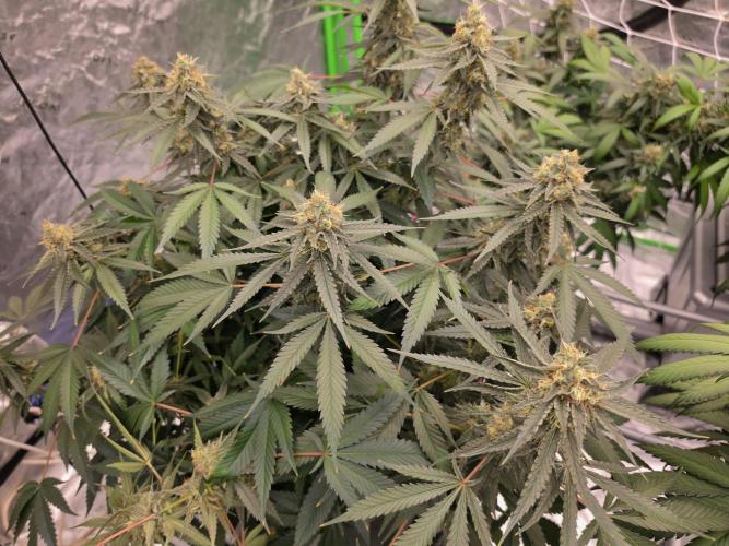 Aero #kannabia Candy cream go fast. Week 15