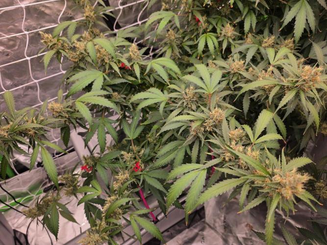 Aero #kannabia sunset sherbet. Week 15