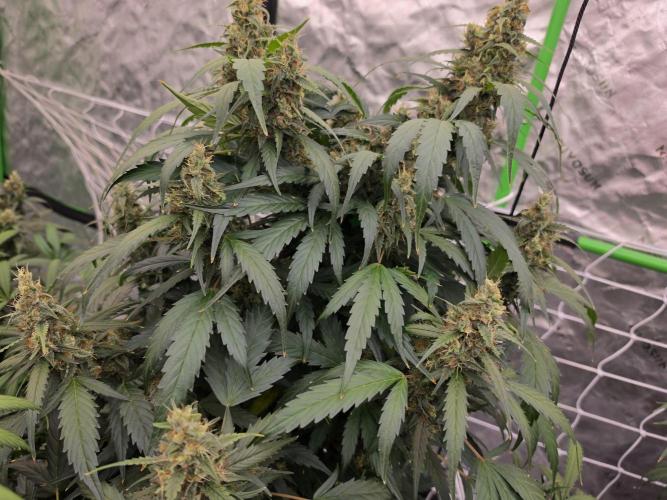 Aero #kannabia sunset sherbet. Week 15