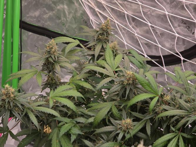 Aero #kannabia sunset sherbet. Week 15