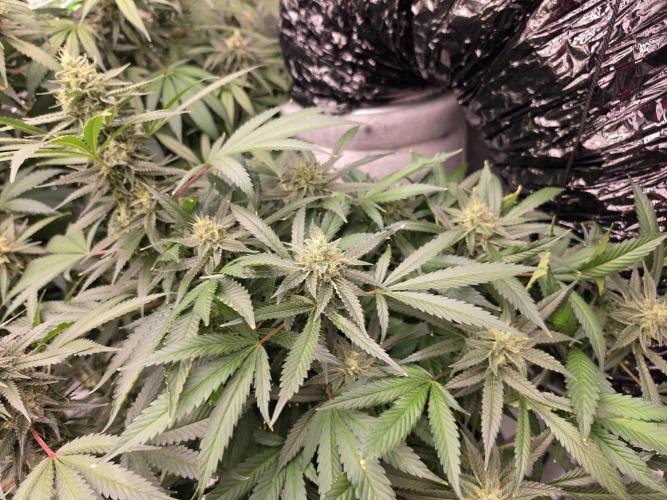 Aero sweet cream caramel. Week 15