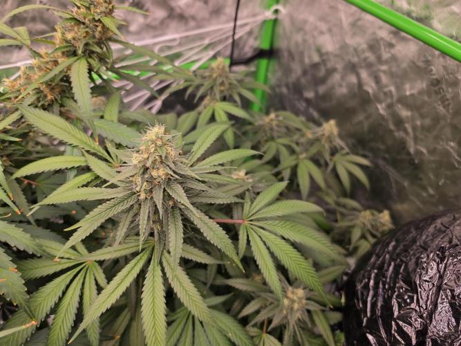 Aero sweet cream caramel. Week 15