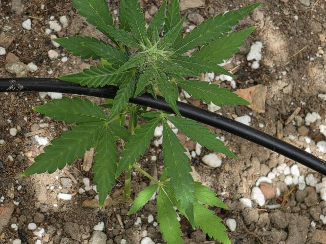 Outdoor haze 1. Week 8