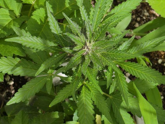 Outdoor haze 1. Week 8