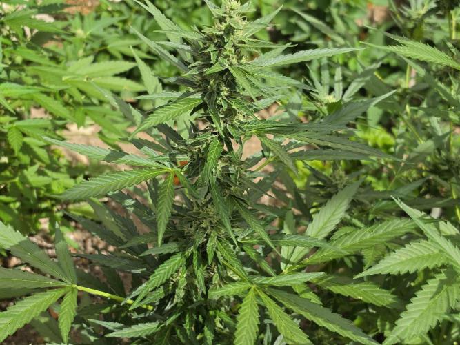 Outdoor haze 2. Week 8