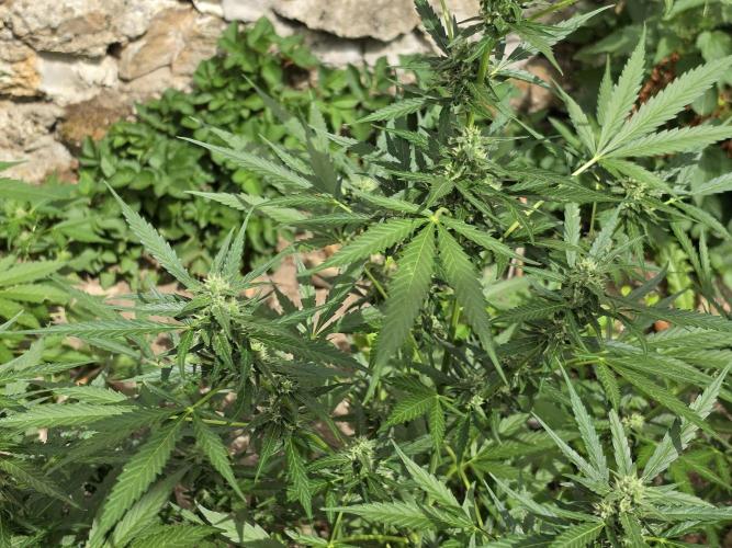 Outdoor haze 2. Week 8