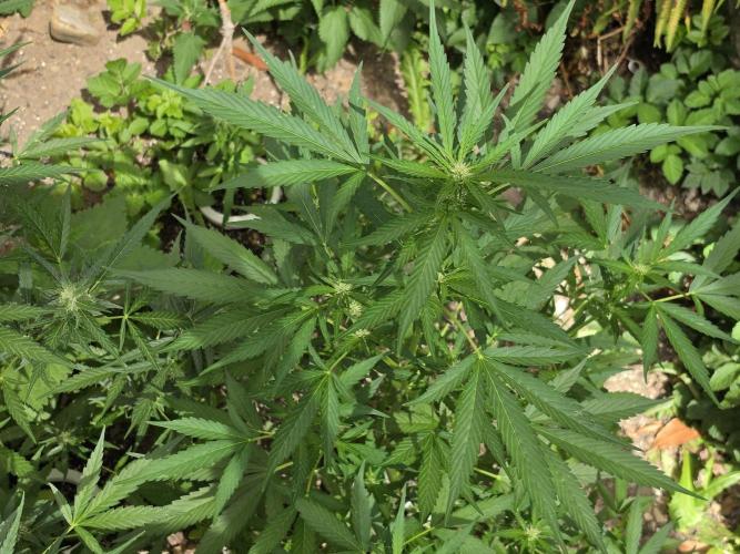 Outdoor haze 2. Week 8