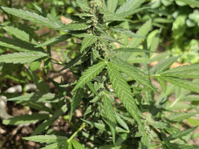 Rqs f1 outdoor 1. Week 7