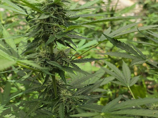 Rqs f1 outdoor 2. Week 7
