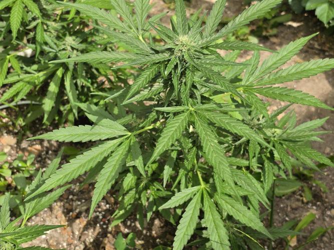 Rqs f1 outdoor 2. Week 7