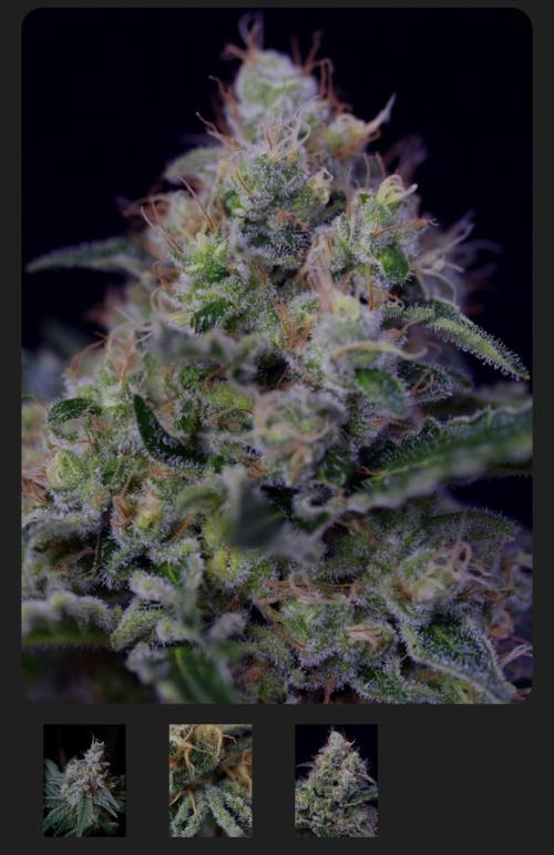 Cream Caramel. Week 12