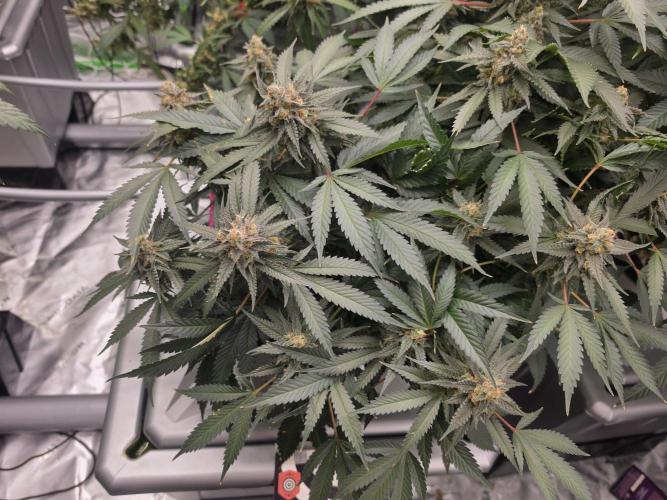 Aero #kannabia Candy cream go fast. Week 16