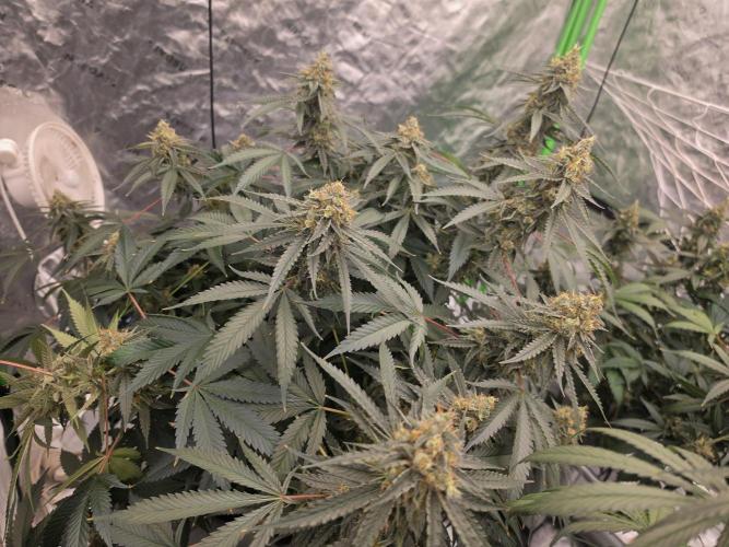 Aero #kannabia Candy cream go fast. Week 16