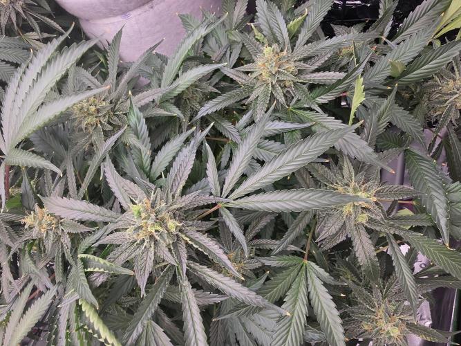 Aero sweet cream caramel. Week 16