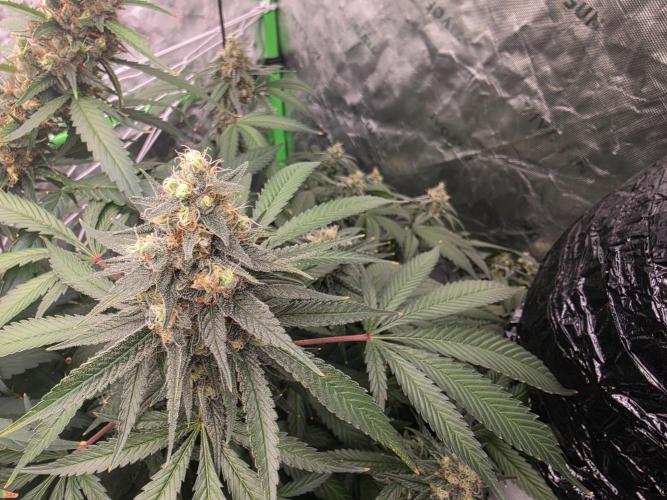 Cream Caramel. Week 16