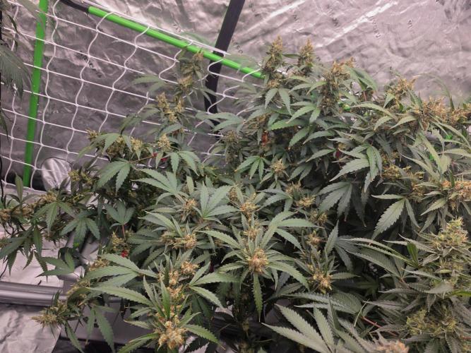 Aero #kannabia sunset sherbet. Week 16