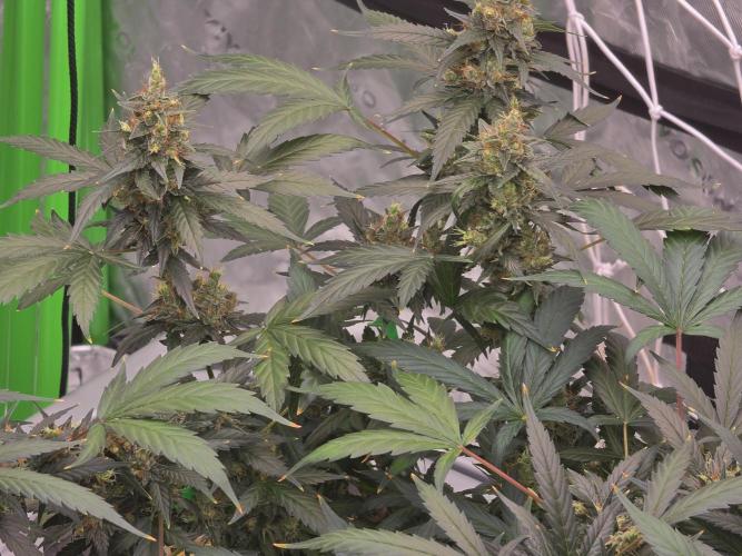 Aero #kannabia sunset sherbet. Week 16