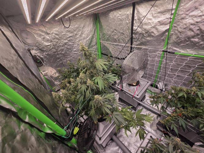 Sunset Sherbet. Week 16