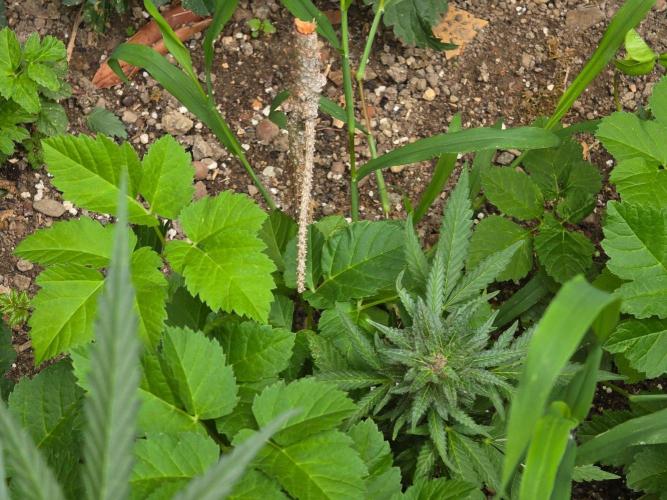 Outdoor haze 1. Week 9