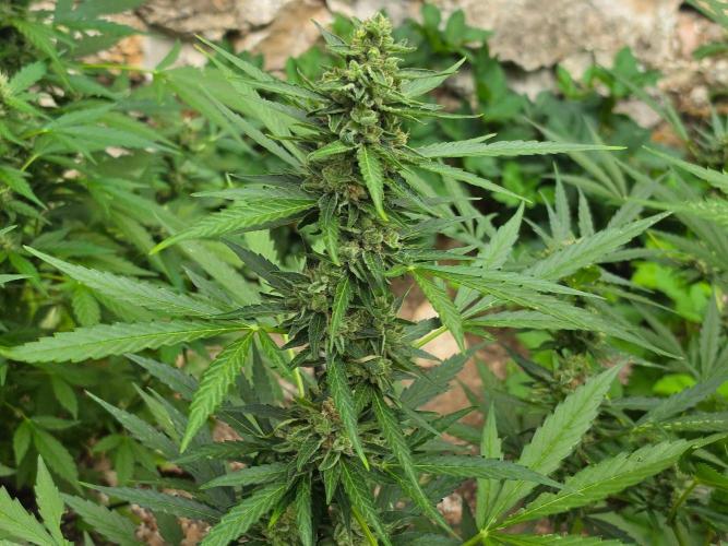 Outdoor haze 2. Week 9