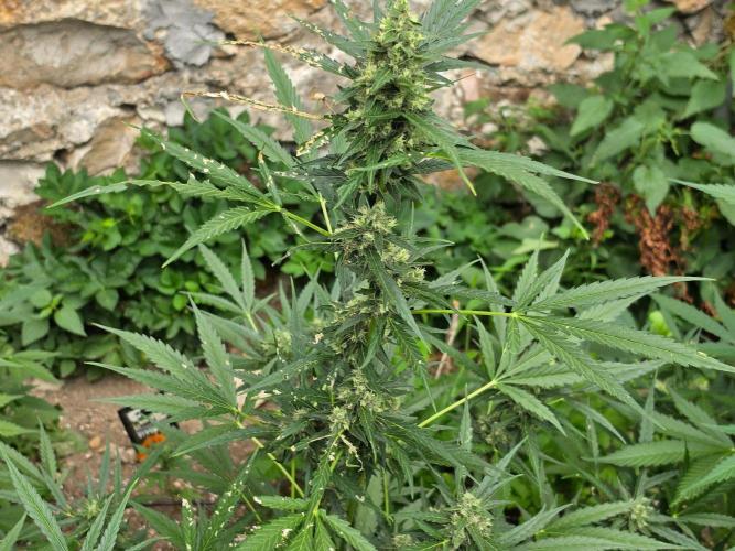 Outdoor haze 2. Week 9