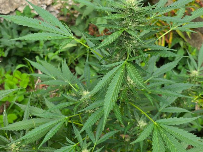 Outdoor haze 2. Week 9