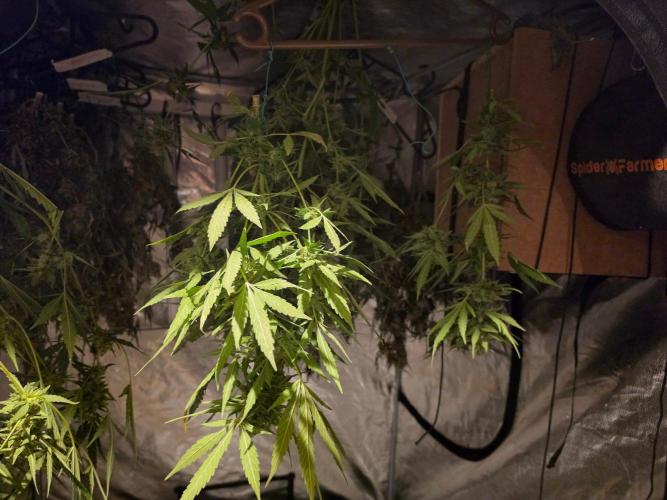 Rqs f1 outdoor 2. Week 8