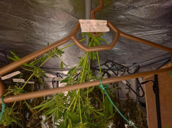 Rqs f1 outdoor 2. Week 8