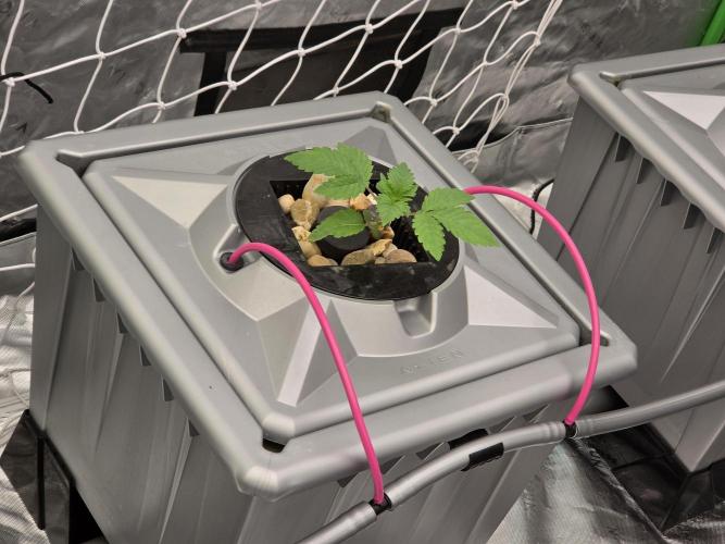 Aero Barney's Farm Gelato. Week 1