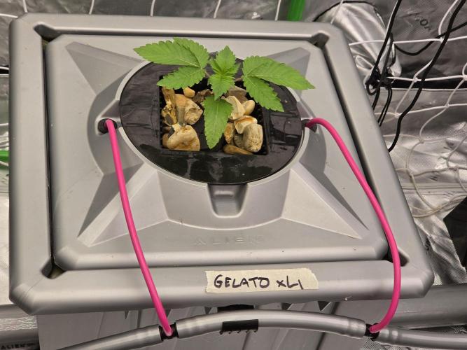 Aero Barney's Farm Gelato. Week 1