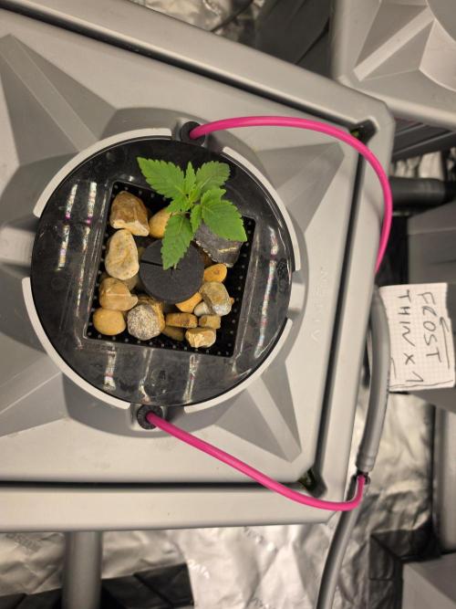 Thin Mint Frosting. Week 1