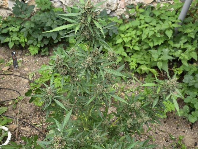 Outdoor haze 2. Week 14