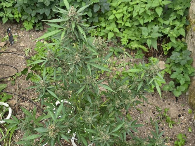 Outdoor haze 2. Week 14