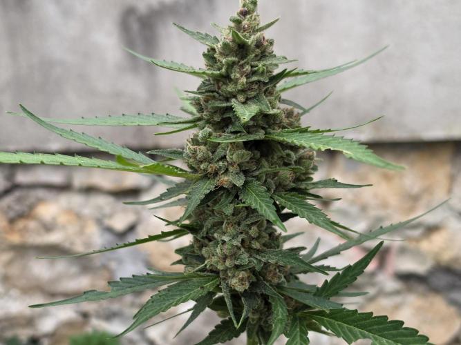 Lemon Haze Auto. Week 14